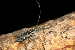 Zographus hieroglyphicus