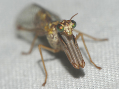 Mantispa styriaca