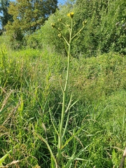 Sonchus palustris