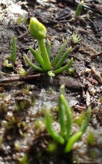 Phylloglossum drummondii