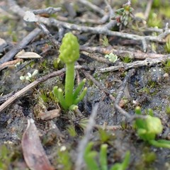 Phylloglossum drummondii