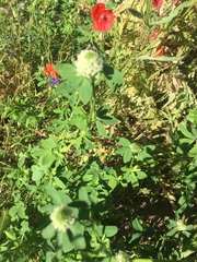 Trifolium alexandrinum
