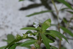 Oldenlandia