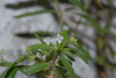 Oldenlandia