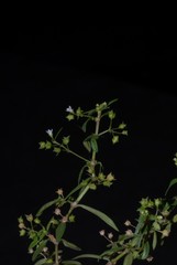 Oldenlandia