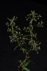 Oldenlandia