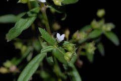 Oldenlandia