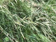 Bromus erectus