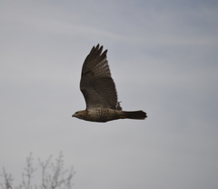 Buteo jamaicensis