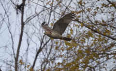 Buteo jamaicensis