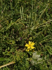 Hypericum perforatum