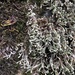 Hedwigia emodica - Photo (c) Jason Grant, algunos derechos reservados (CC BY)
