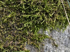 Sciuro-hypnum populeum