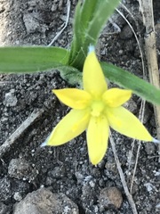 Hypoxis mexicana