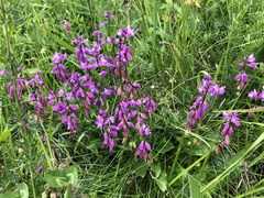 Polygala comosa