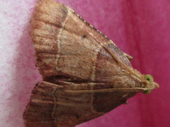Tegulifera bicoloralis