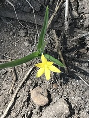Hypoxis mexicana