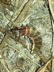 Lampyris noctiluca