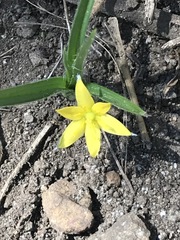 Hypoxis mexicana