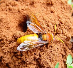 Sphecius pectoralis