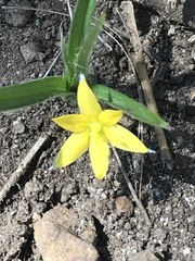 Hypoxis mexicana