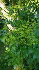 Pastinaca sativa sativa
