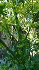Pastinaca sativa sativa