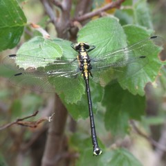 Octogomphus specularis