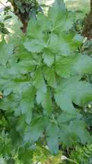 Pastinaca sativa sativa