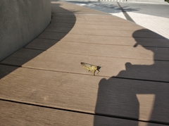 Anacridium aegyptium