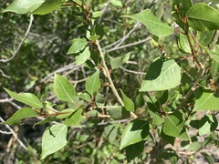 Populus × hinckleyana