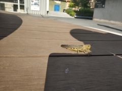 Anacridium aegyptium