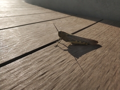 Anacridium aegyptium