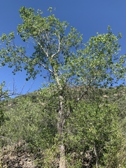 Populus × hinckleyana