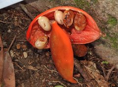 Sterculia lanceolata