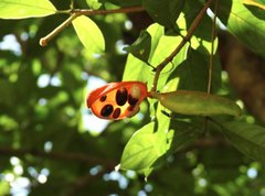 Sterculia lanceolata