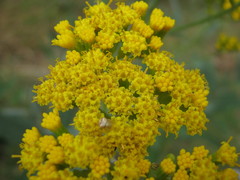 Senecio hypoleucus