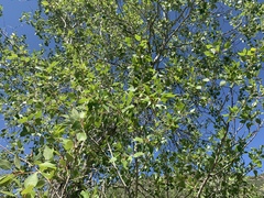 Populus × hinckleyana