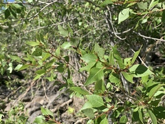 Populus × hinckleyana