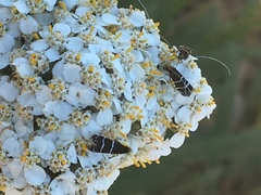 Adela septentrionella