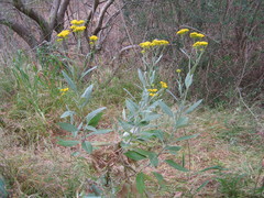 Senecio hypoleucus