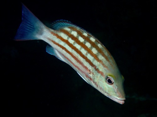 Checkered seaperch (Lutjanus decussatus) — Lutjanidae — 5
