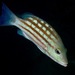 Checkered Snapper - Photo (c) Albert Kang, some rights reserved (CC BY-NC), uploaded by Albert Kang