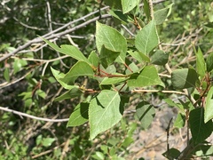 Populus × hinckleyana