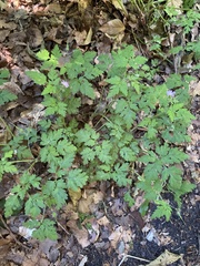 Geranium robertianum