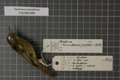 Boat-Billed Tody-Tyrant photo 4