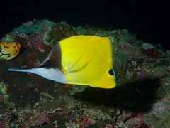 Forcipiger longirostris