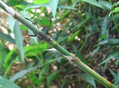 Notobitus sexguttatus