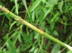 Notobitus sexguttatus