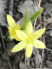 Hypoxis mexicana